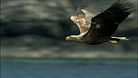 sea eagle in flight, copyright BBC