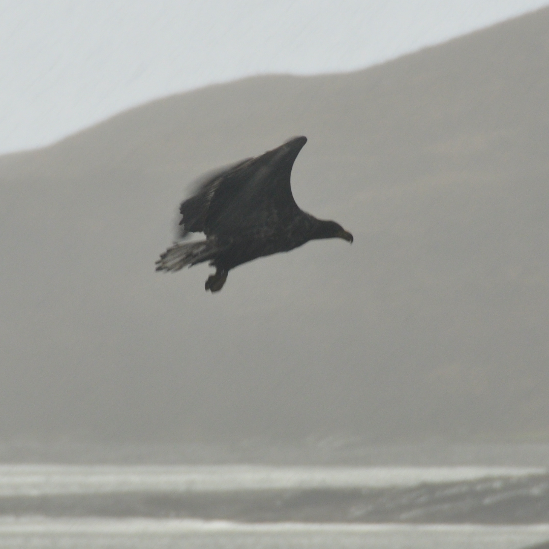 sea eagle in flight over sea